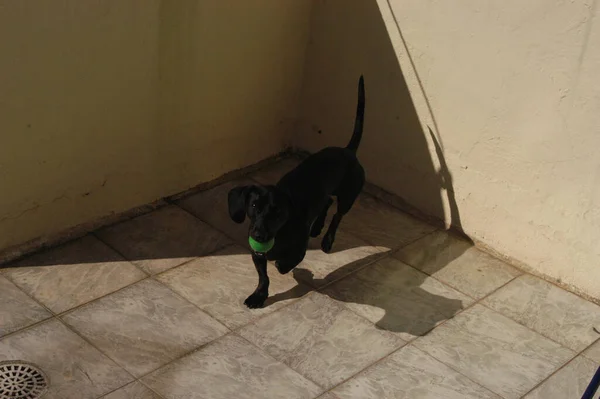 Perro Casa Apartamento Mascota Perro Salchicha Daschund Negro Foto Alta — Foto de Stock