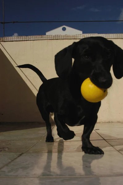 狗在家里 公寓宠物 黑色Daschund香肠狗 高质量的照片 — 图库照片