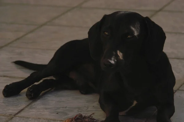 Hund Hause Haustier Der Wohnung Black Daschund Wursthund Hochwertiges Foto — Stockfoto
