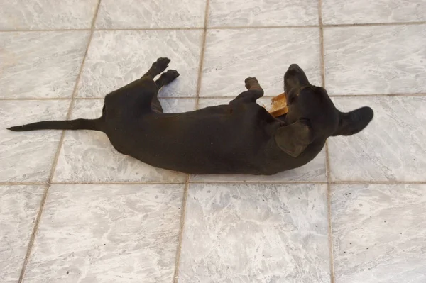 自宅で犬 アパートペット 黒ダッシュバンドソーセージ犬 高品質の写真 — ストック写真