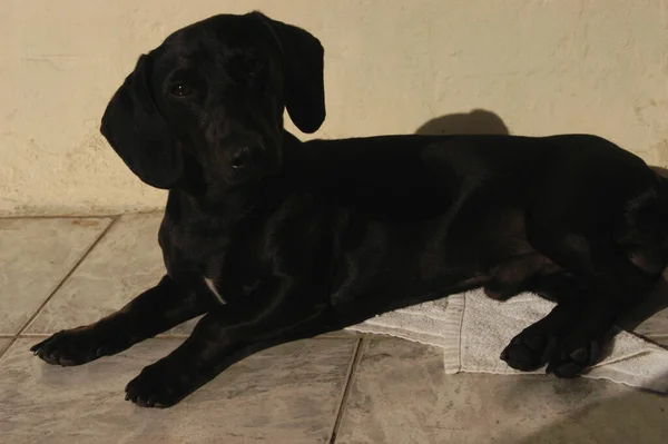 Hund Hause Haustier Der Wohnung Black Daschund Wursthund Hochwertiges Foto — Stockfoto