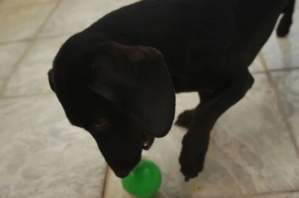 Perro Casa Apartamento Mascota Perro Salchicha Daschund Negro Foto Alta — Foto de Stock