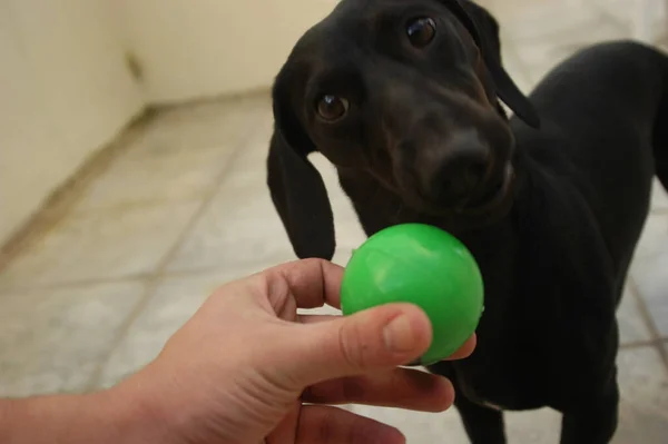 Perro Casa Apartamento Mascota Perro Salchicha Daschund Negro Foto Alta — Foto de Stock