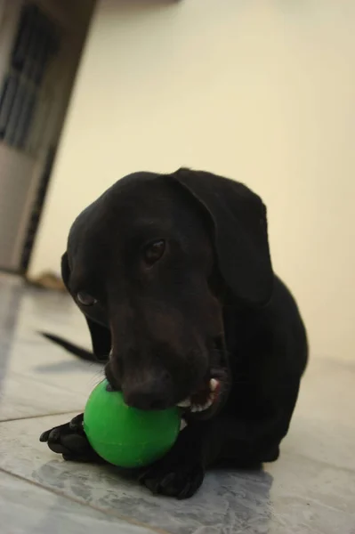 Σκύλος Στο Σπίτι Κατοικίδιο Διαμέρισμα Μαύρο Λουκάνικο Daschund Υψηλής Ποιότητας — Φωτογραφία Αρχείου