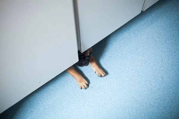 Hund Hemma Lägenhet Husdjur Brun Fransk Bulldogg Högkvalitativt Foto — Stockfoto