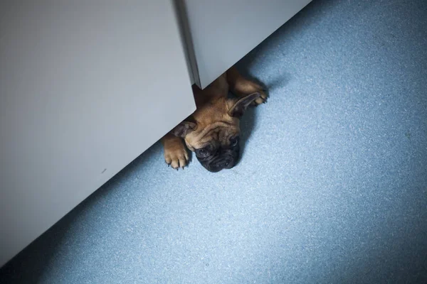Σκύλος Στο Σπίτι Κατοικίδιο Διαμέρισμα Καφέ Γαλλικό Μπουλντόγκ Υψηλής Ποιότητας — Φωτογραφία Αρχείου