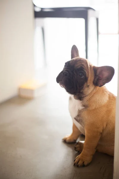 Perro Casa Apartamento Mascota Bulldog Francés Marrón Foto Alta Calidad — Foto de Stock