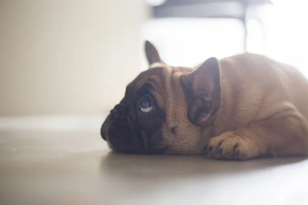 Cão Casa Animal Estimação Apartamento Bulldog Francês Castanho Foto Alta — Fotografia de Stock