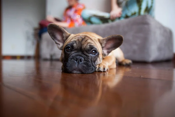 自宅で犬 アパートペット ブラウンフレンチブルドッグ 高品質の写真 — ストック写真