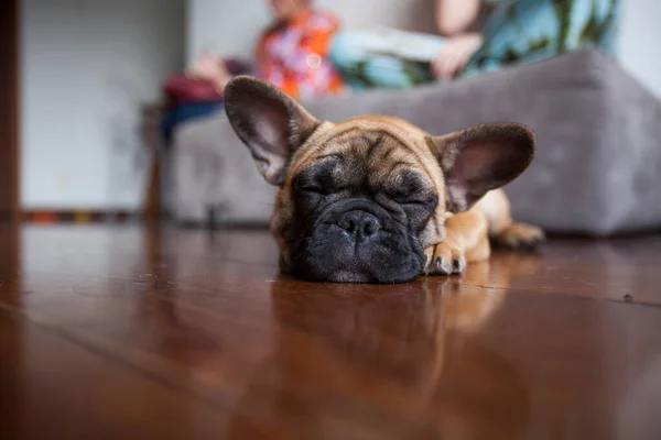 Evdeki köpek, evcil hayvan. Kahverengi Fransız bulldog. Yüksek kalite fotoğraf