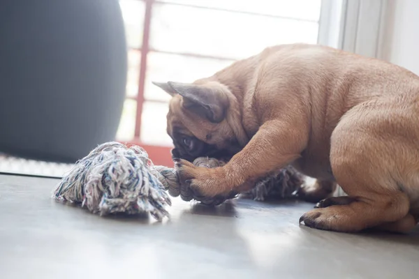 Perro Casa Apartamento Mascota Bulldog Francés Marrón Foto Alta Calidad — Foto de Stock
