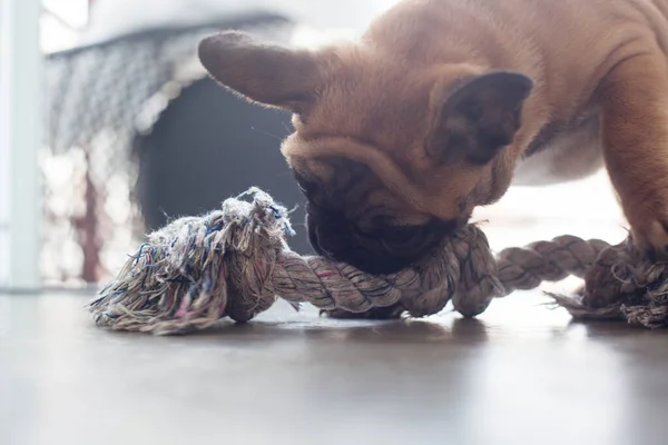 Perro Casa Apartamento Mascota Bulldog Francés Marrón Foto Alta Calidad — Foto de Stock