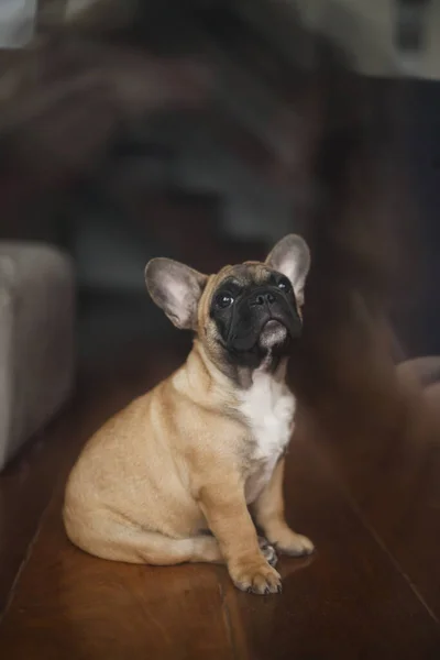 Perro Casa Apartamento Mascota Bulldog Francés Marrón Foto Alta Calidad — Foto de Stock