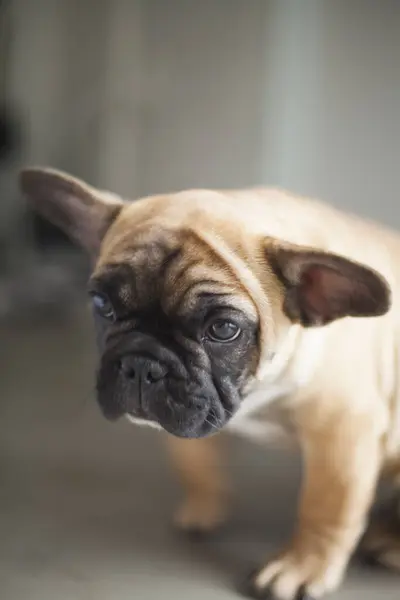 自宅で犬 アパートペット ブラウンフレンチブルドッグ 高品質の写真 — ストック写真