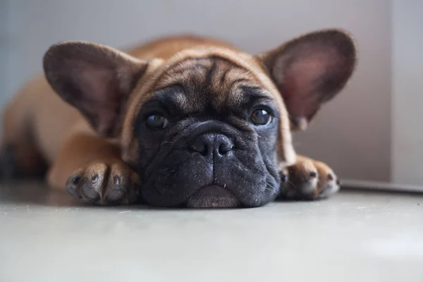 Perro Casa Apartamento Mascota Bulldog Francés Marrón Foto Alta Calidad —  Fotos de Stock