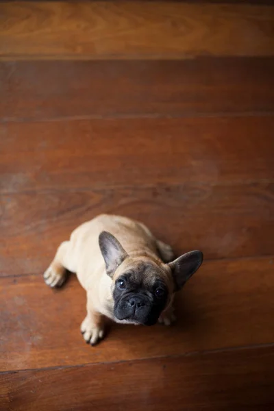 Cane Casa Appartamento Animale Domestico Bulldog Francese Marrone Foto Alta — Foto Stock