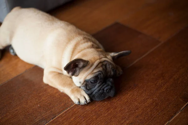 Cane Casa Appartamento Animale Domestico Bulldog Francese Marrone Foto Alta — Foto Stock