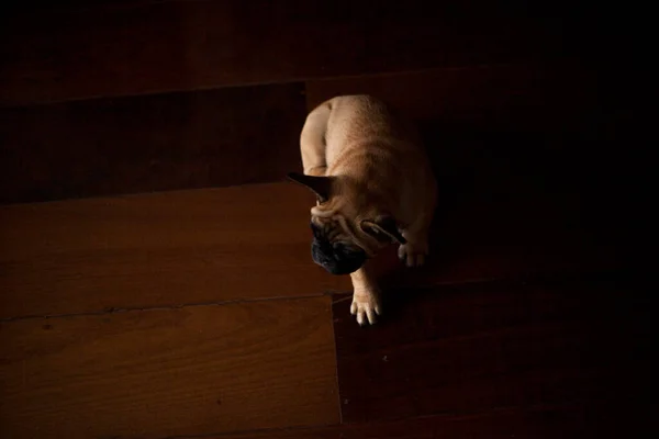 Σκύλος Στο Σπίτι Κατοικίδιο Διαμέρισμα Καφέ Γαλλικό Μπουλντόγκ Υψηλής Ποιότητας — Φωτογραφία Αρχείου