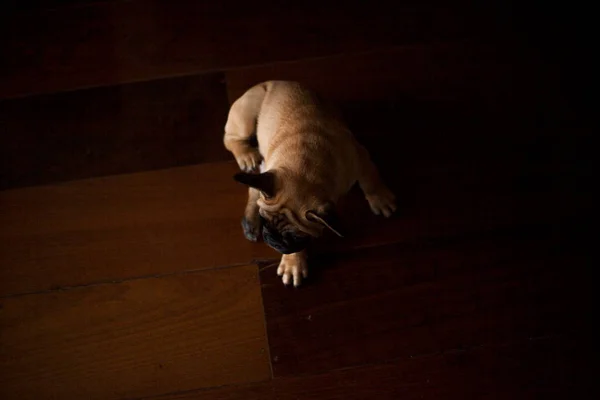 Cão Casa Animal Estimação Apartamento Bulldog Francês Castanho Foto Alta — Fotografia de Stock