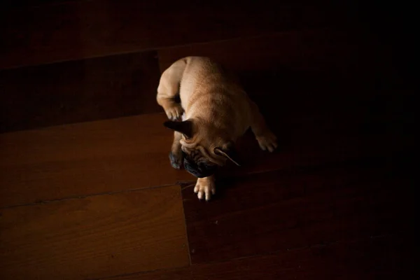 Perro Casa Apartamento Mascota Bulldog Francés Marrón Foto Alta Calidad — Foto de Stock