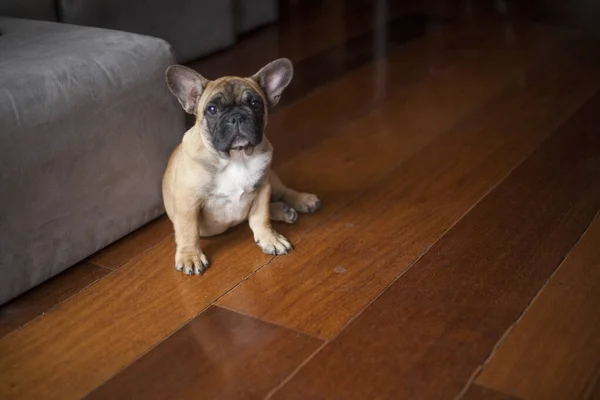 Cane Casa Appartamento Animale Domestico Bulldog Francese Marrone Foto Alta — Foto Stock