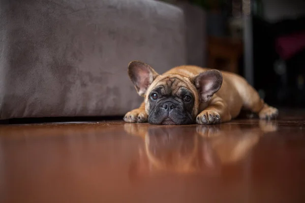 Cão Casa Animal Estimação Apartamento Bulldog Francês Castanho Foto Alta — Fotografia de Stock