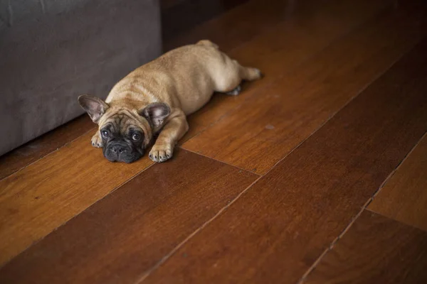 Cão Casa Animal Estimação Apartamento Bulldog Francês Castanho Foto Alta — Fotografia de Stock