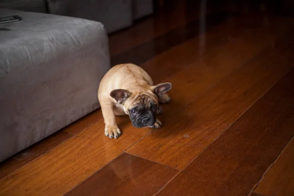 自宅で犬 アパートペット ブラウンフレンチブルドッグ 高品質の写真 — ストック写真