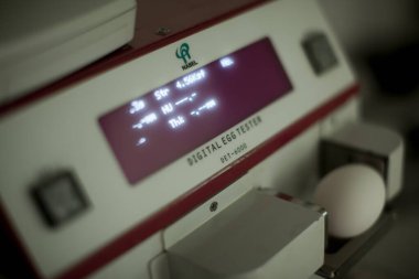 Laboratuvarda test edilen çiğ beyaz tavuk yumurtasının yakın çekimi. Yüksek kalite fotoğraf