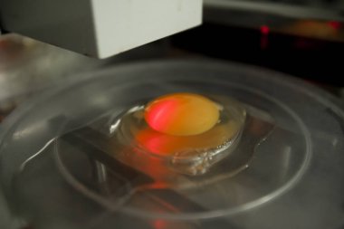 Laboratuvarda test edilen çiğ beyaz tavuk yumurtasının yakın çekimi. Yüksek kalite fotoğraf