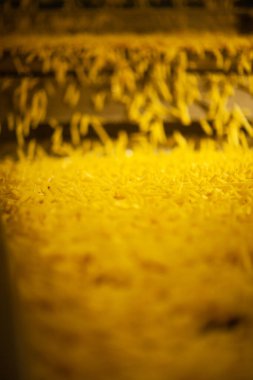 Patates fabrikasının üretim hattı. Patates kızartması - fast food.