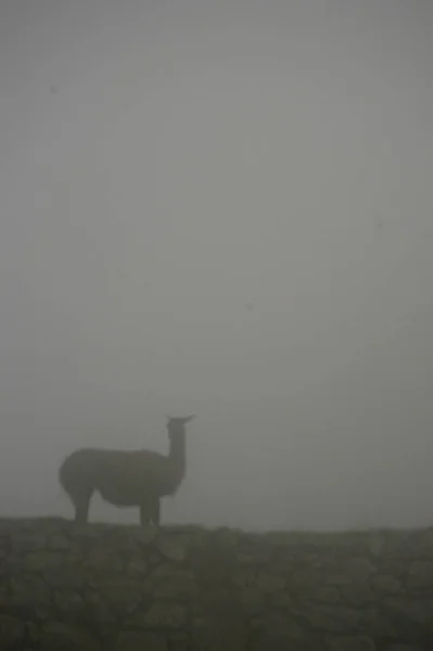 Machu Picchu Ztracené Město Andách Cusco Peru Kvalitní Foto Nové — Stock fotografie