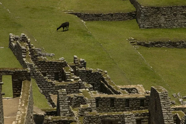 Machu Picchu, And Dağları 'nın kayıp şehri, Cusco, Peru. Yüksek kalite fotoğraf Yeni 7 harika - Eski kalıntılar. 