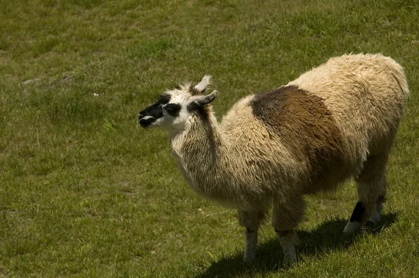 Machu Picchu Die Verlorene Stadt Der Anden Cusco Peru Hochwertiges — Stockfoto