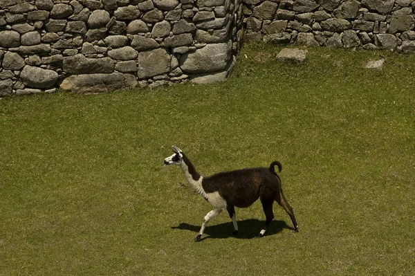 Machu Picchu Ciudad Perdida Los Andes Cusco Perú Foto Alta —  Fotos de Stock