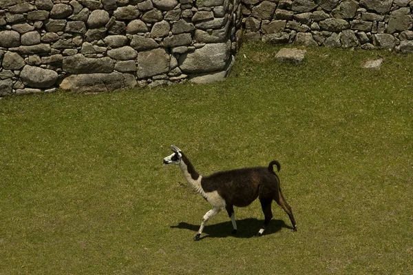 Machu Picchu Die Verlorene Stadt Der Anden Cusco Peru Hochwertiges — Stockfoto