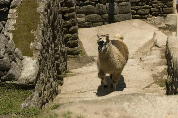 Machu Picchu Ville Perdue Des Andes Cusco Pérou Photo Haute — Photo