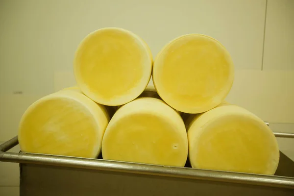 Cheese Milk Factory High Quality Photo — Stock Photo, Image