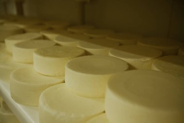 Peynir ve Süt Factory. Yüksek kalite fotoğraf