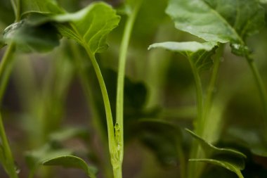 serada tohum. bitkiler sera tohum. sera kavramında tohum. serada tohum bitki. Yeni bir hayat. 