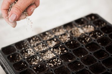 Bahçıvanın eli elinde küçük elma ağacının filizini tutuyor.