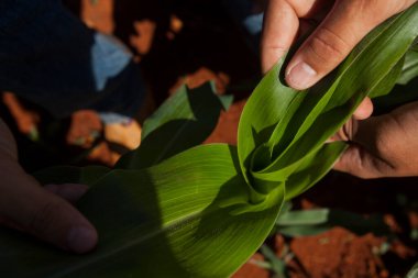 Bahçıvanın eli elinde küçük elma ağacının filizini tutuyor.