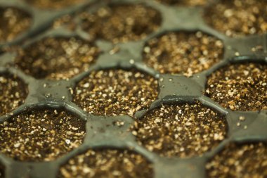 serada tohum. bitkiler sera tohum. sera kavramında tohum. serada tohum bitki. Yeni bir hayat. 