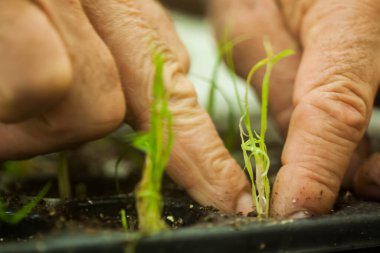 Bahçıvanın eli elinde küçük elma ağacının filizini tutuyor.