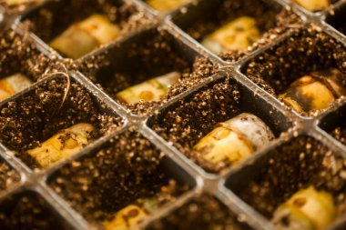 serada tohum. bitkiler sera tohum. sera kavramında tohum. serada tohum bitki. Yeni bir hayat. 