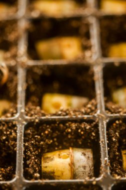 serada tohum. bitkiler sera tohum. sera kavramında tohum. serada tohum bitki. Yeni bir hayat. 