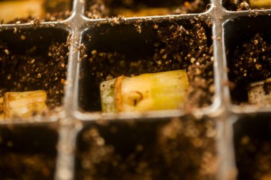 serada tohum. bitkiler sera tohum. sera kavramında tohum. serada tohum bitki. Yeni bir hayat. 