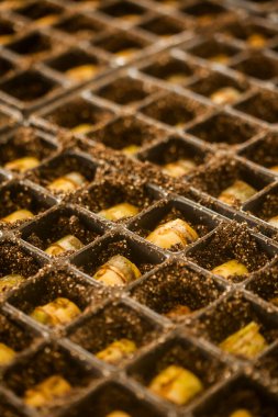 serada tohum. bitkiler sera tohum. sera kavramında tohum. serada tohum bitki. Yeni bir hayat. 