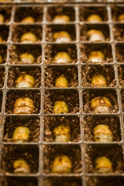 serada tohum. bitkiler sera tohum. sera kavramında tohum. serada tohum bitki. Yeni bir hayat. 