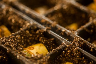 serada tohum. bitkiler sera tohum. sera kavramında tohum. serada tohum bitki. Yeni bir hayat. 